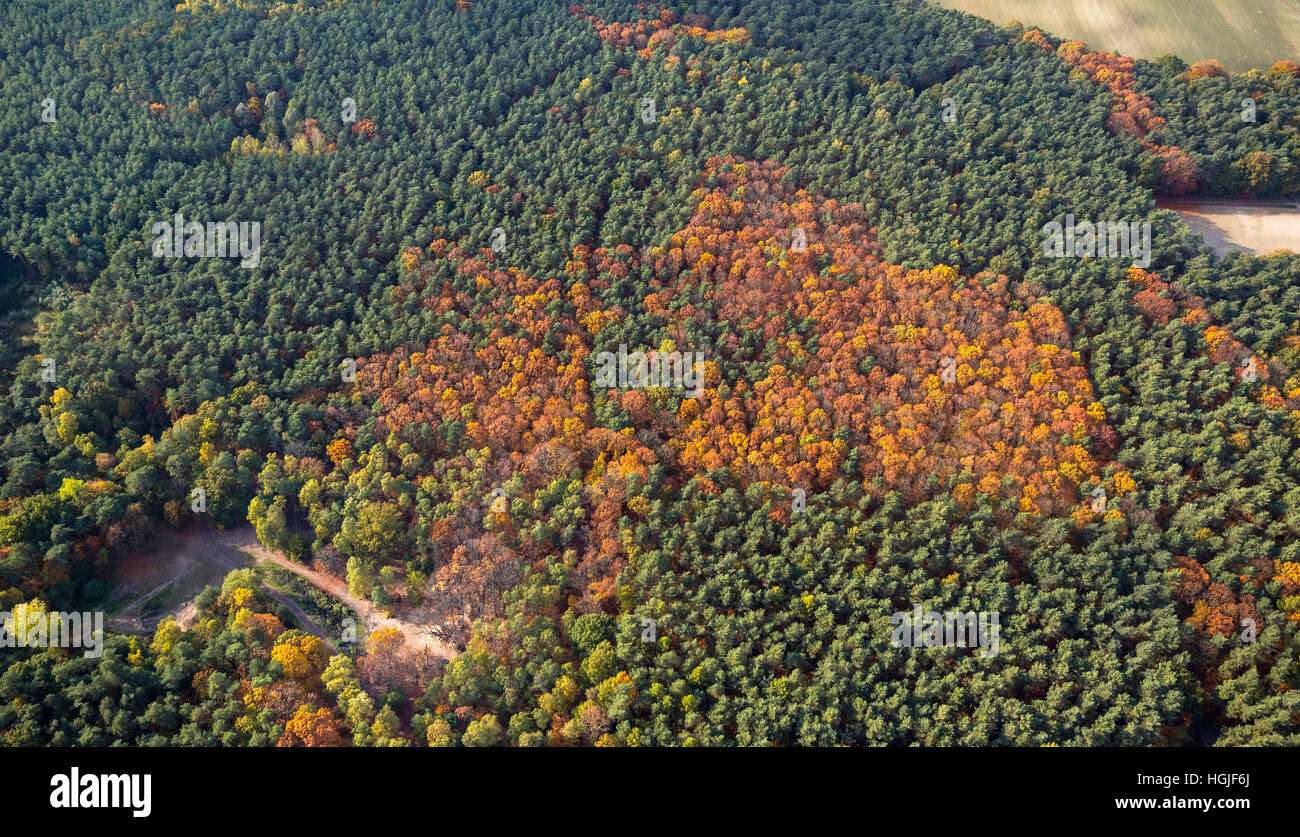 Vista aerea, Autunno bosco di latifoglie dall'aria nel nord-ovest di Warendorf, vista aerea di Warendorf, Warendorf distretto, Foto Stock