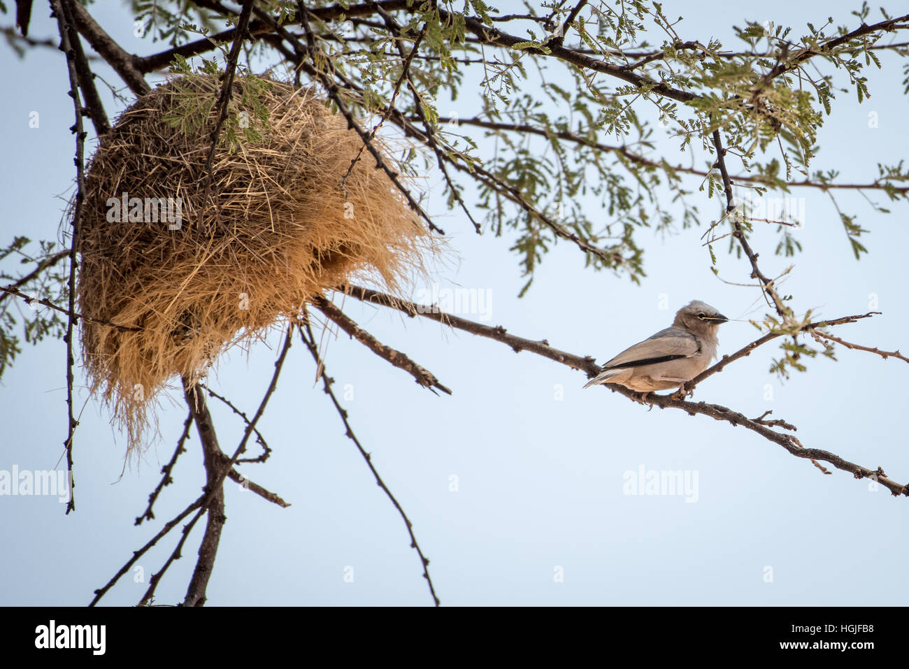 Grigio sociale tappato tessitore (Pseudonegrita arnaudi) e nido Foto Stock