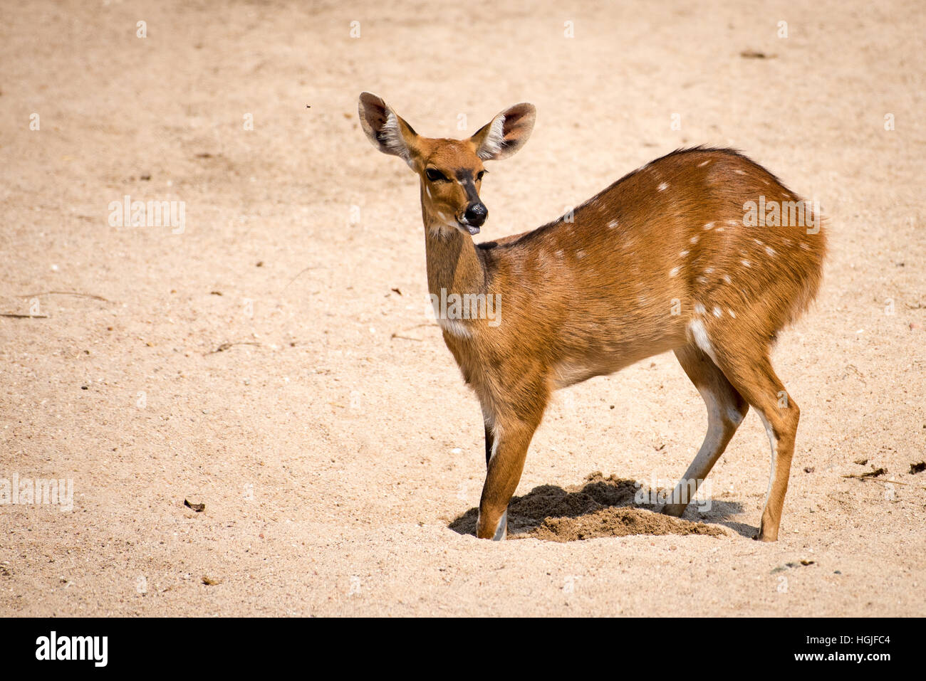Bushbuck (Tragelaphus scriptus) bere dal letto del fiume Foto Stock