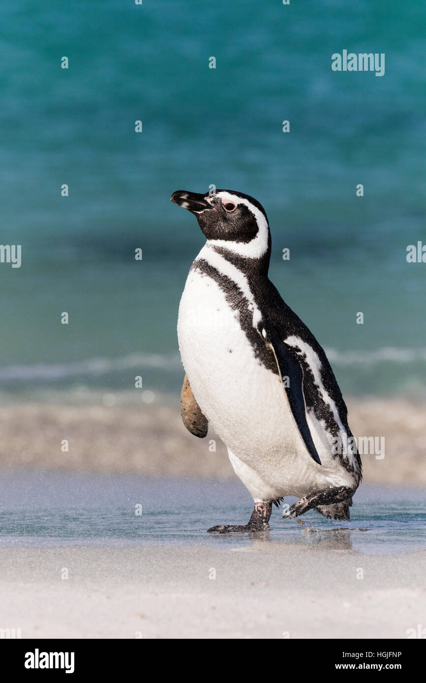 Magellanic Penguin su più deprimente isola nelle Falkland Foto Stock