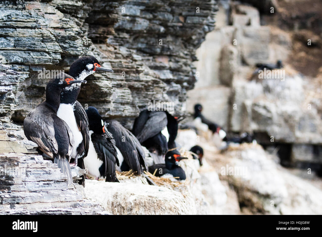 Rock cormorano o shag su più deprimente isola nelle Falkland Foto Stock