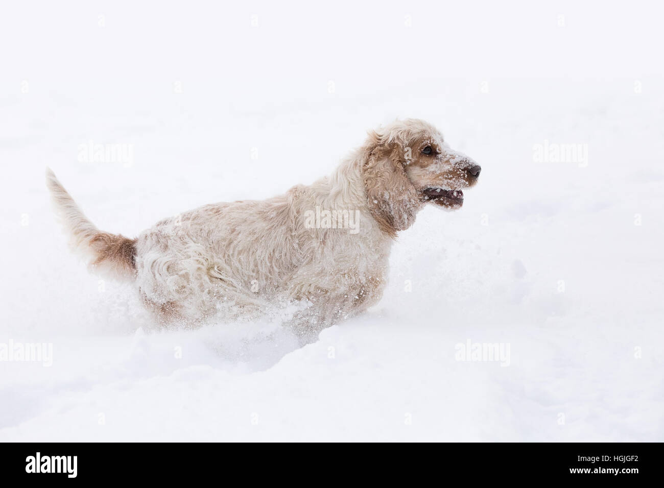 Carino english cocker spaniel cane giocando e frolics nell'appena sceso polveroso e neve soffice Foto Stock
