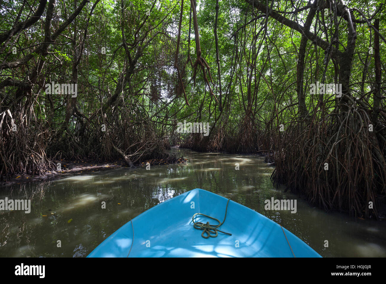 Giro in barca attraverso la foresta di mangrovie, ramo di Bentota Ganga River, Bentota, provincia occidentale, Sri Lanka Foto Stock