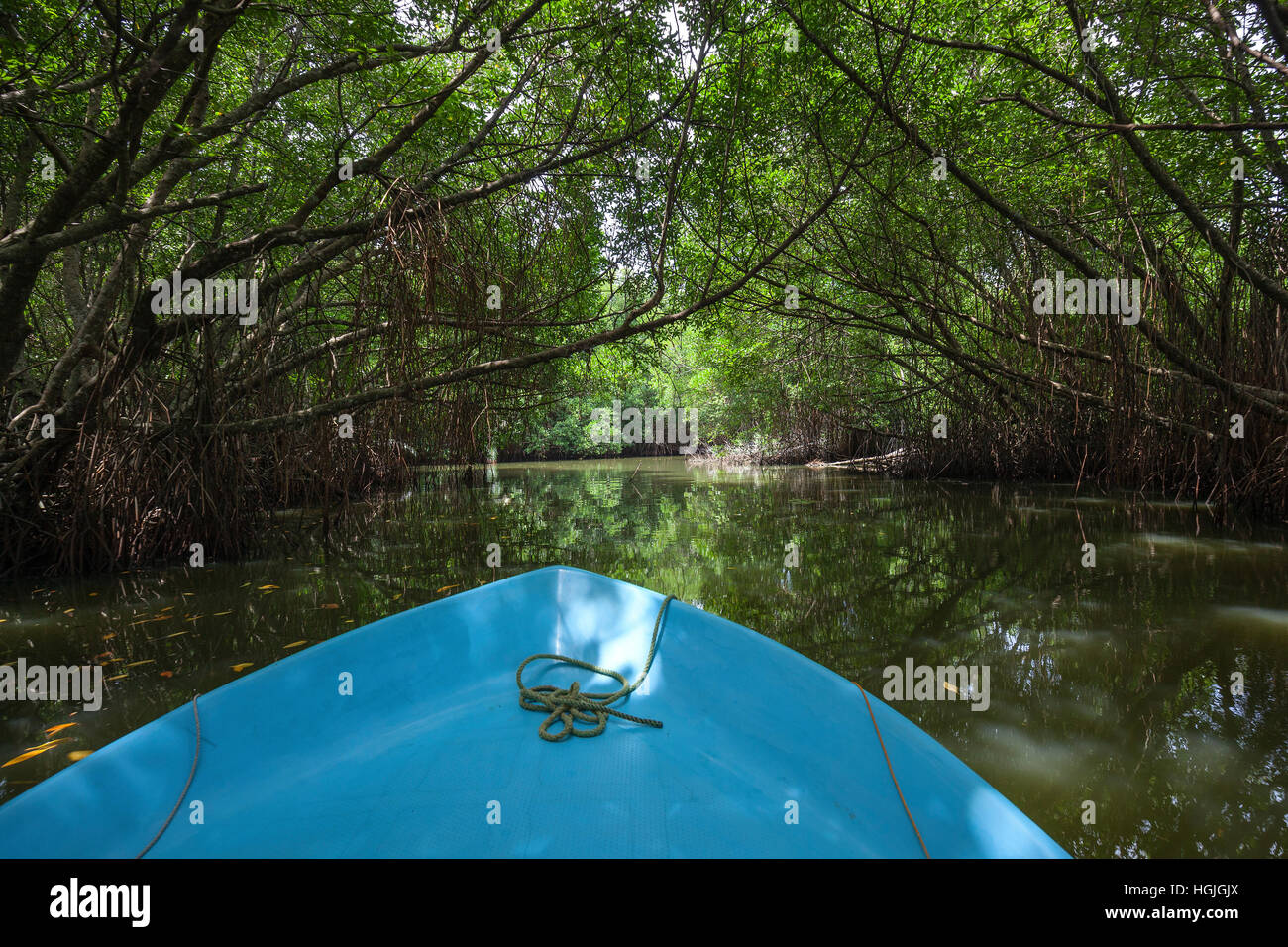 Giro in barca attraverso la foresta di mangrovie, ramo di Bentota Ganga River, Bentota, provincia occidentale, Sri Lanka Foto Stock
