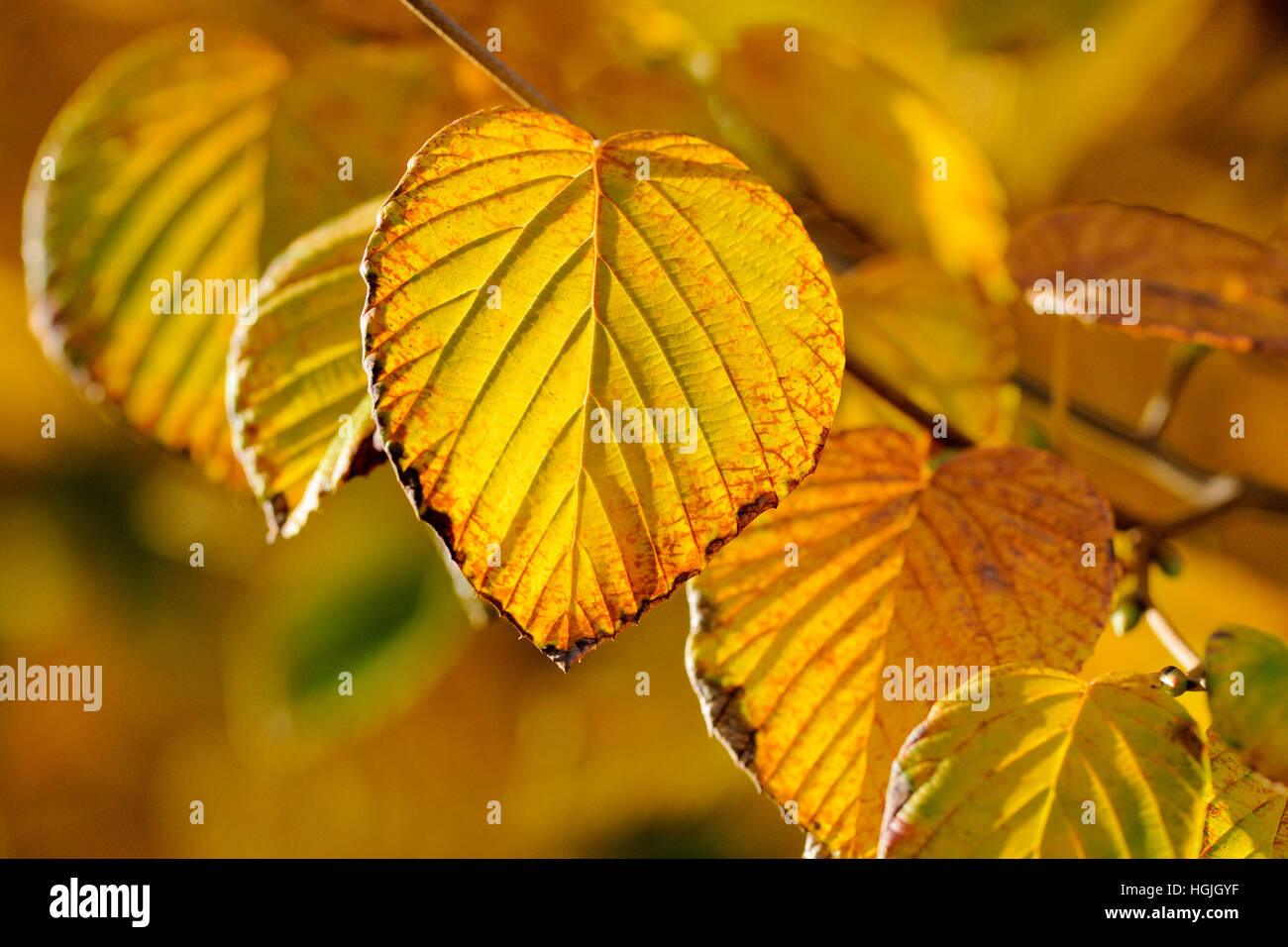 Foglie di autunno con colore giallo oro, Nord Reno-Westfalia, Germania Foto Stock