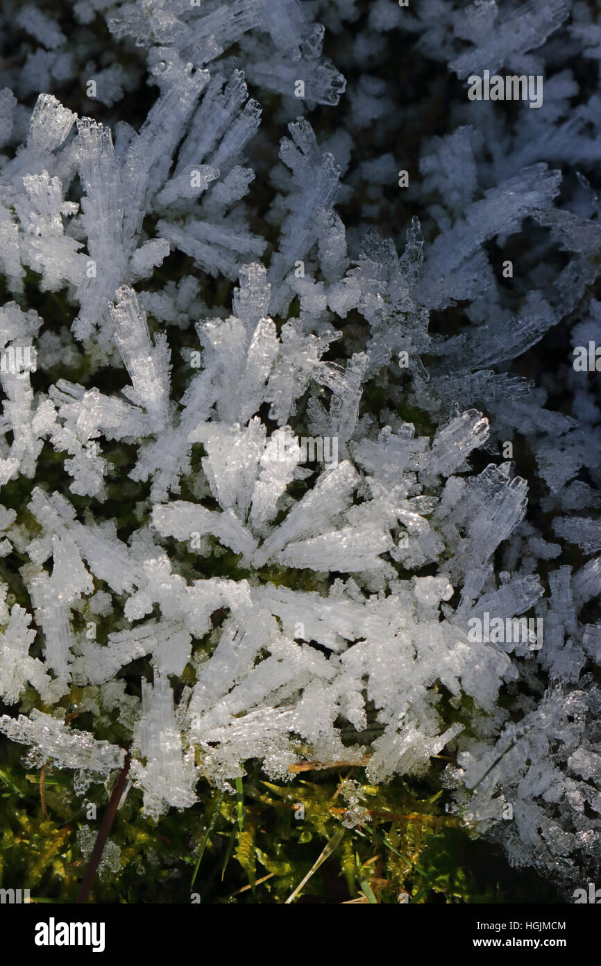 Hindhead, Surrey, England Regno Unito. Il 22 gennaio 2017. Close up della trasformata per forte gradiente frost il fragile bianco di cristalli di ghiaccio che si formano sulla vegetazione sotto chiaro frosty notti d'inverno. Lungo il vecchio tracciato della A3 del diavolo la Conca, Hindhead. La massa è ancora congelati e coperto di brina dove il sole non riesce a raggiungere il nord rivolto verso la pendenza. Credito: Julia Gavin UK/Alamy Live News Foto Stock
