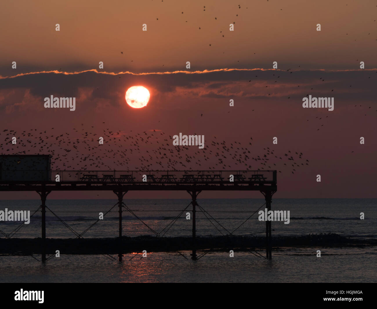 Aberystwyth, Wales, Regno Unito. Il 21 gennaio, 2017. Al tramonto ogni giorno durante l'inverno e primavera, decine di migliaia di storni raccogliere in enormi 'murmurations' prima sono ' appollaiati per la notte della ghisa alle gambe del lungomare vittoriano pier a Aberystwyth sulla West Wales coast, UK Credit: Jason Thomas/Alamy Live News Foto Stock