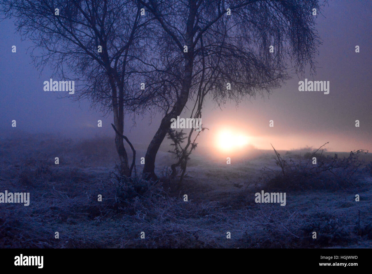 I fari dell'auto brillano attraverso alberi in una fitta nebbia gelida una mattina invernale che rende pericolose le condizioni di guida Foto Stock