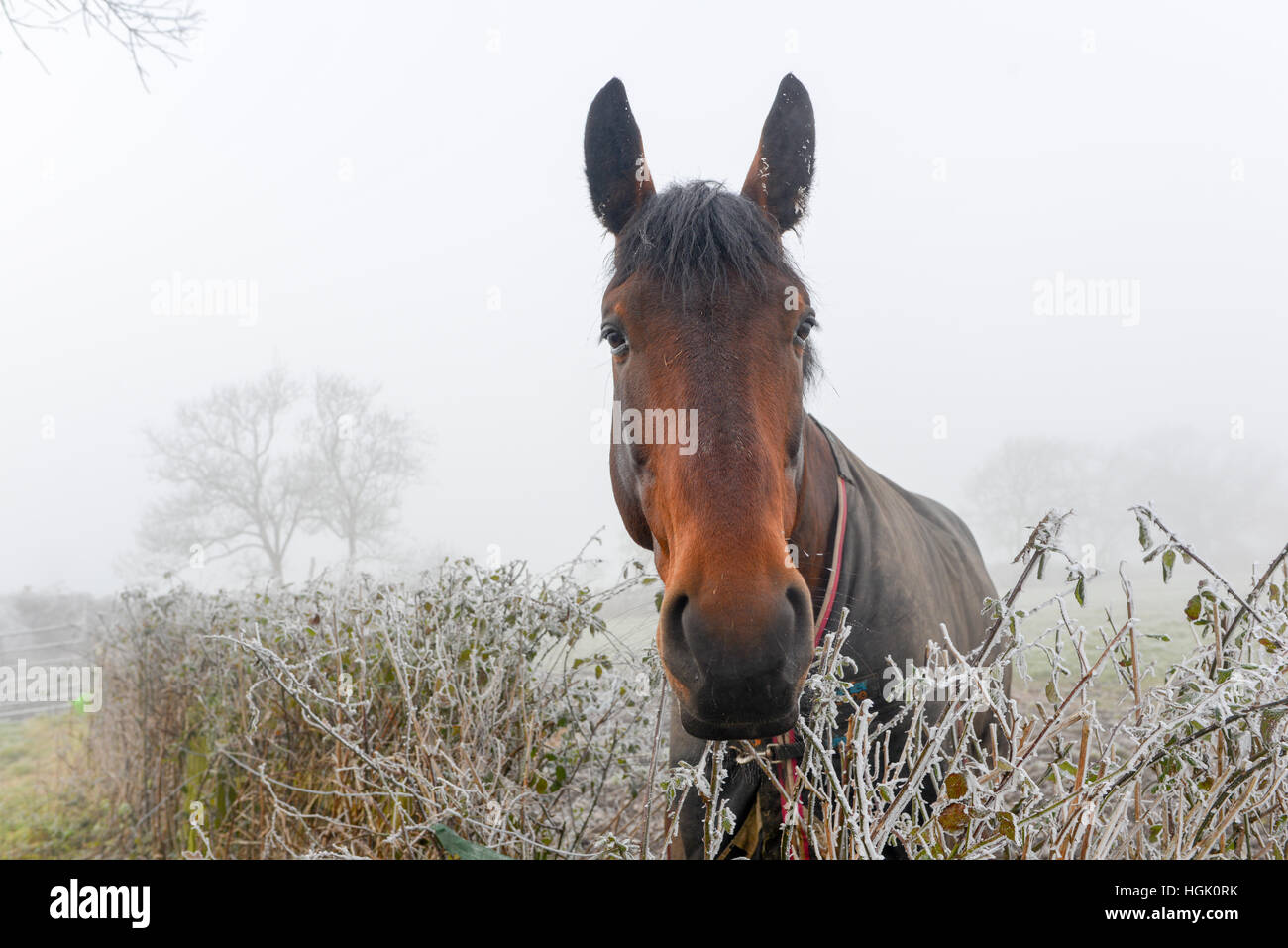 Cavallo che guarda su una siepe in una gelida mattina d'inverno Foto Stock