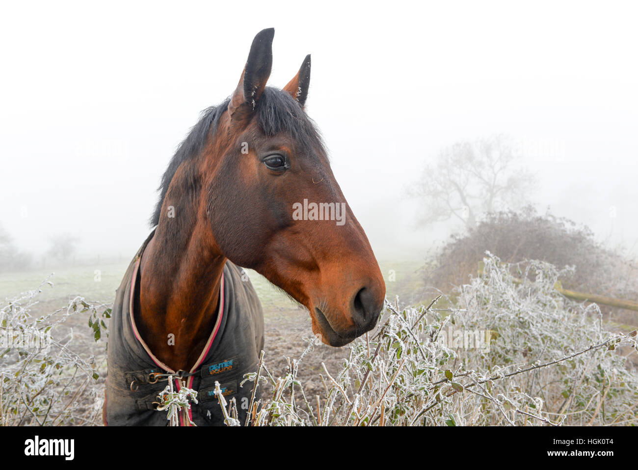 Cavallo che guarda su una siepe in una gelida mattina d'inverno con testa a un lato Foto Stock