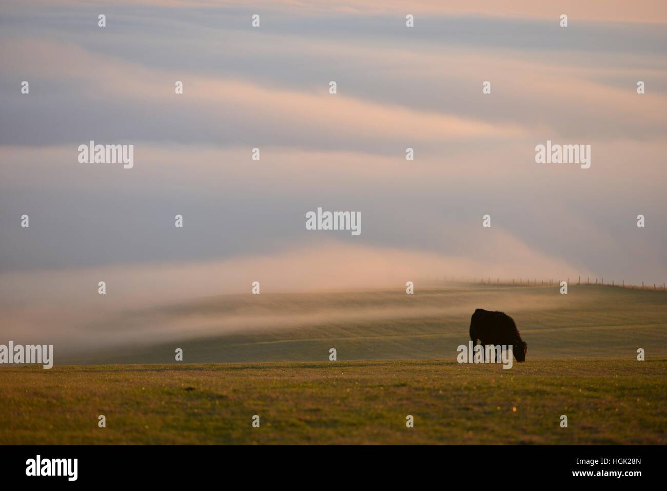 Devil's Dyke, East Sussex 23 gennaio 2017 sulle colline del South Downs National Park vicino a Brighton salire al di sopra della nebbia al tramonto. ©Peter Cripps/Alamy Live News Foto Stock