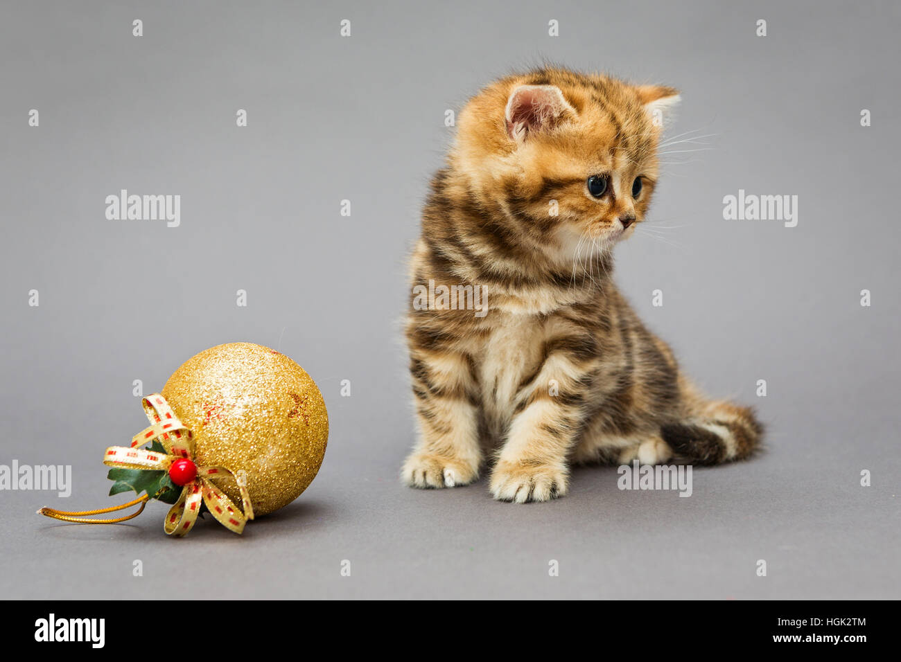 Piccolo gattino British marmo con giocattoli di Natale su sfondo grigio Foto Stock