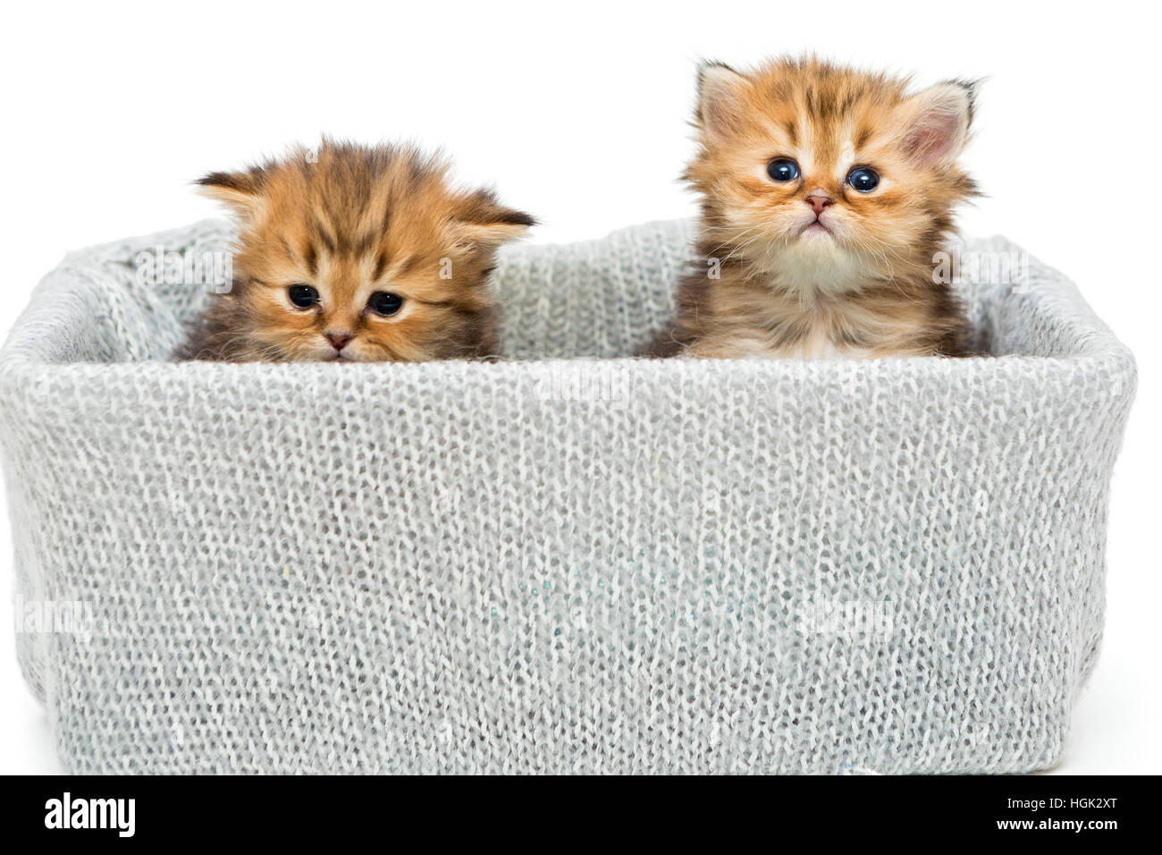 Due piccoli British gattino in una casella a maglia, isolato su bianco Foto Stock