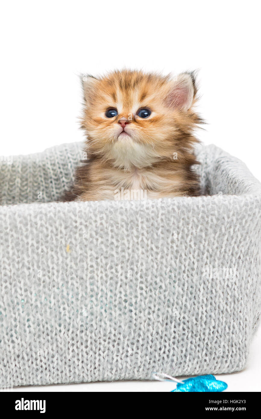 Piccolo British gattino in una casella a maglia, isolato su bianco Foto Stock