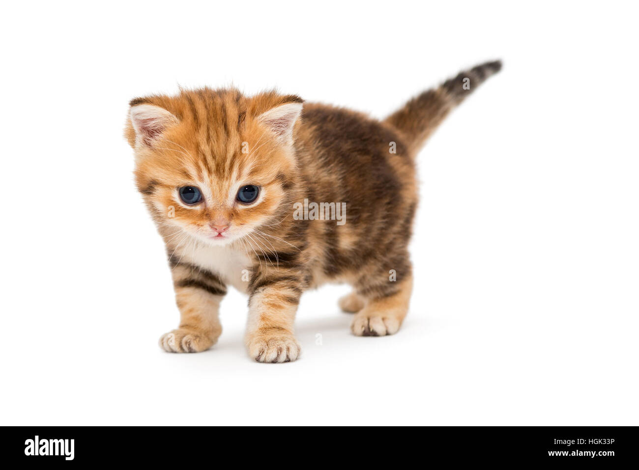 Piccole strisce gattino razza British marmo, isolato su bianco Foto Stock