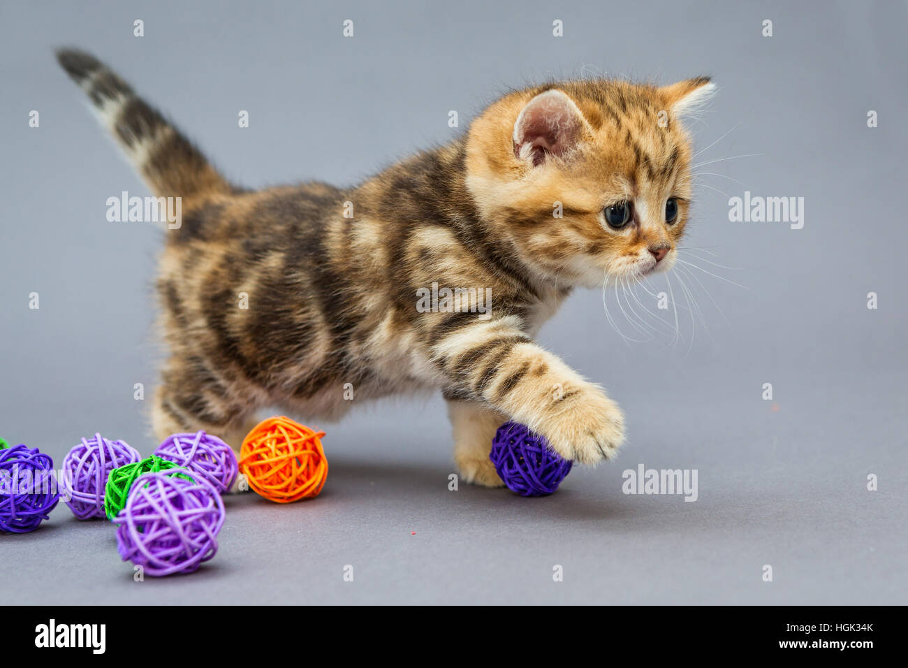 Piccolo gattino British riproduce in marmo con sfere Foto Stock