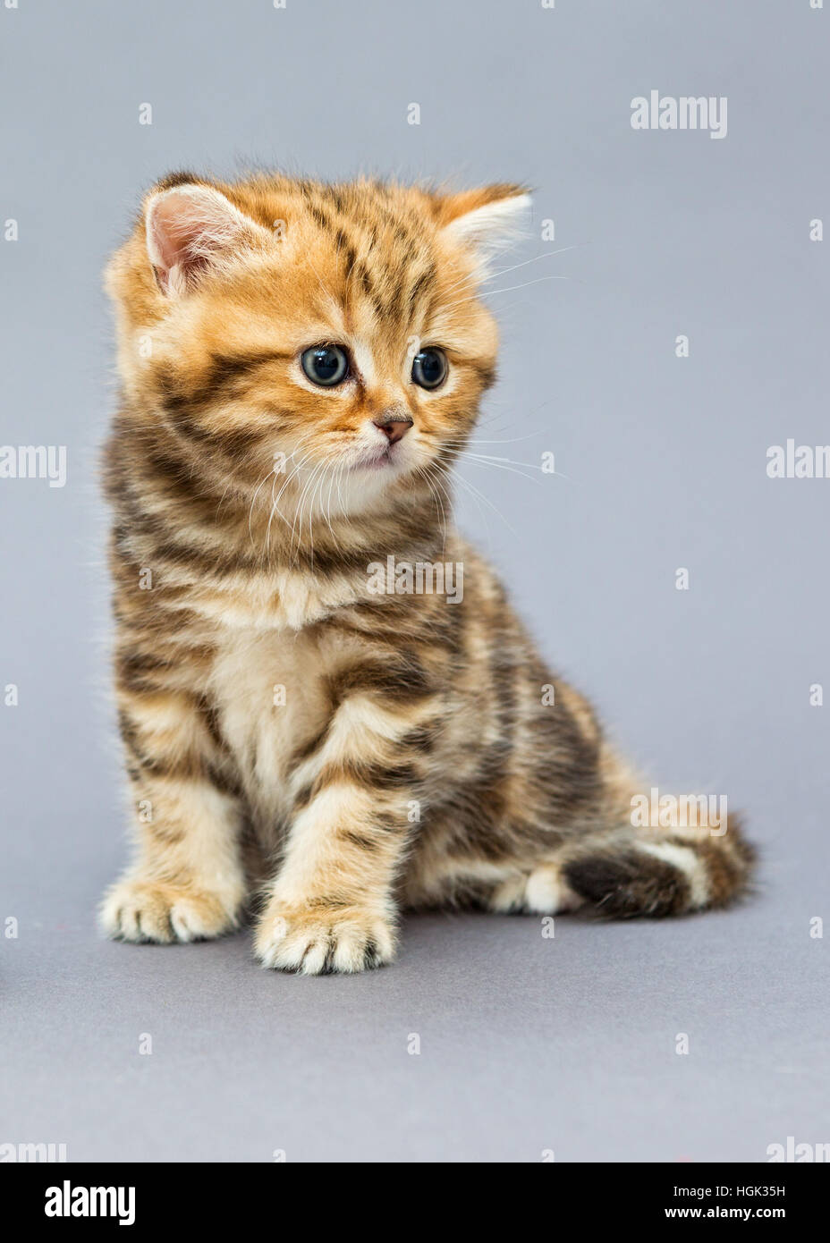 Piccole strisce gattino razza British marmo, su sfondo grigio Foto Stock