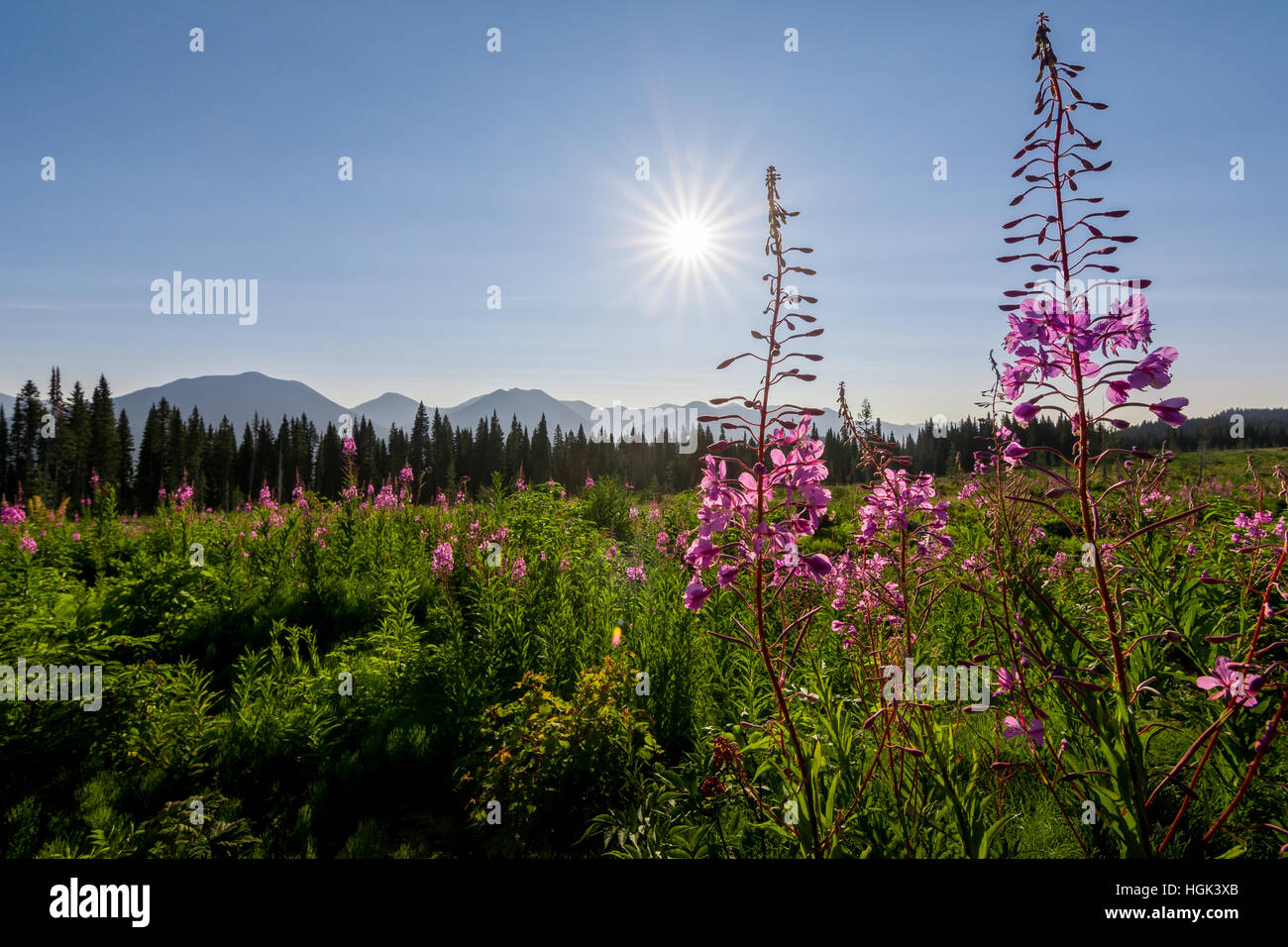 Lupino sotto il sole con le montagne sullo sfondo. Foto Stock