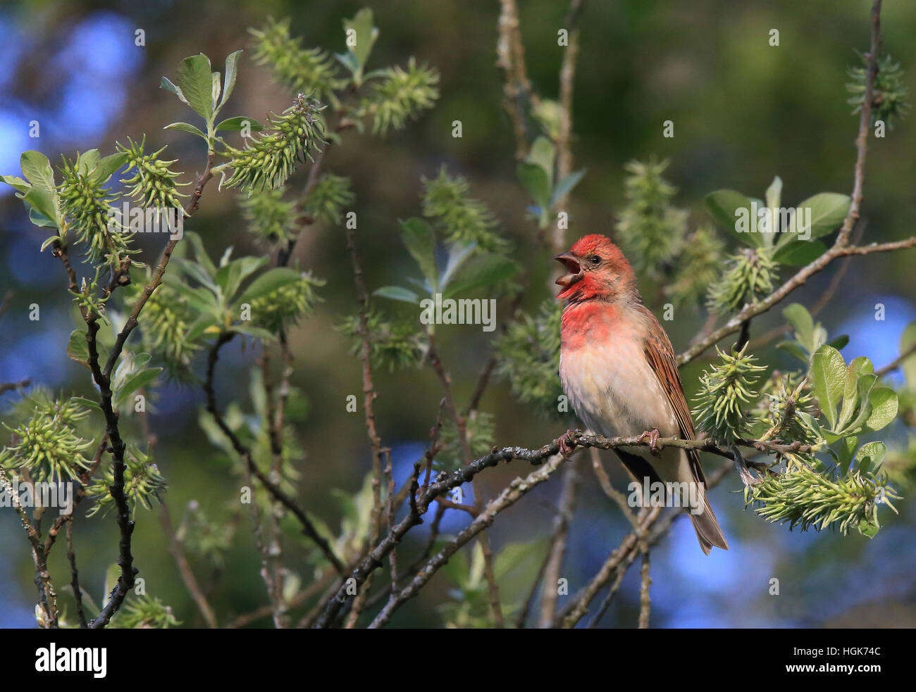 Rosefinch comune che canta dall'albero in foglie germogliate Foto Stock