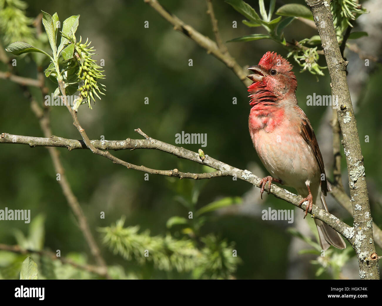 Rosefinch comune che canta dall'albero in foglie germogliate Foto Stock