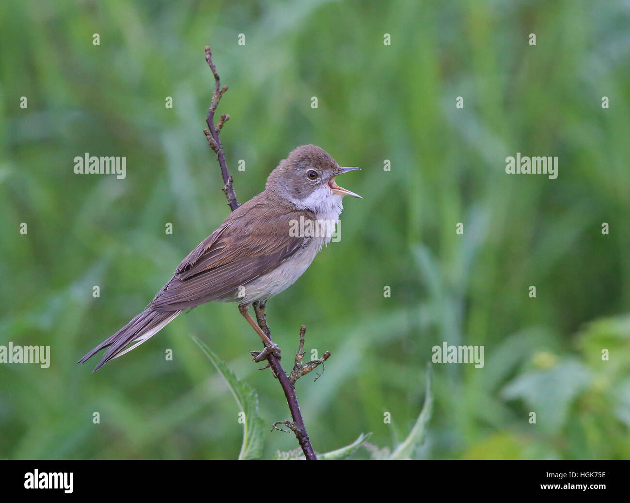 Comune whitegola, cantando sotto la pioggia Foto Stock