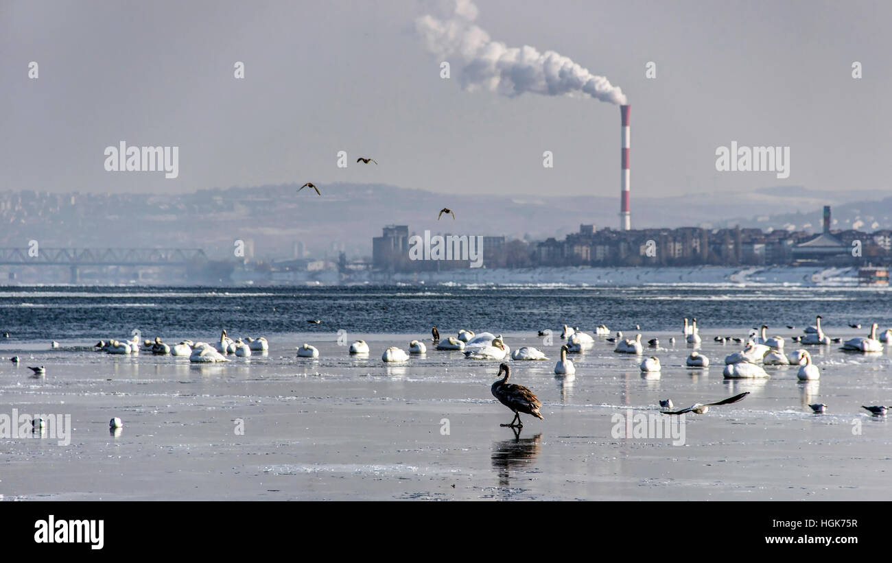 Belgrado, Serbia - Uccelli su una superficie ghiacciata del Danubio alla periferia della città Foto Stock
