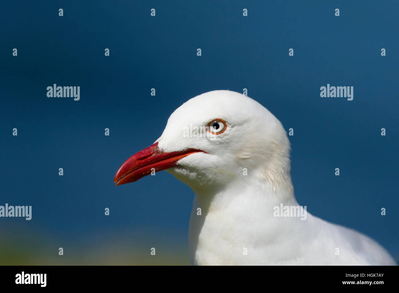 Silver Gull - colpo alla testa Chroicocephalus novaehollandiae Tasmania Australia BI030352 Foto Stock