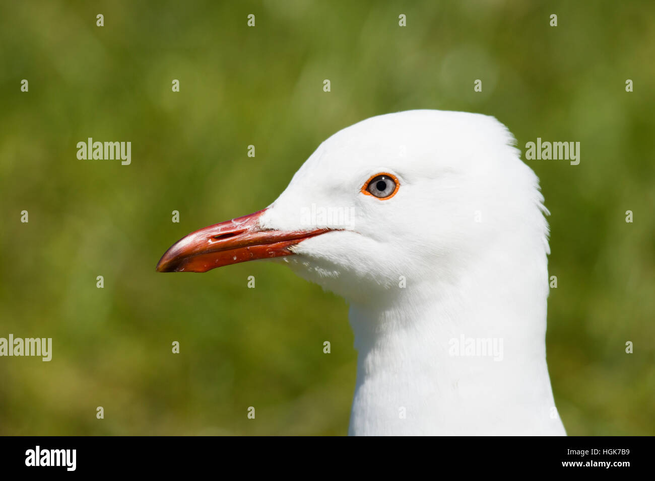 Silver Gull - colpo alla testa Chroicocephalus novaehollandiae Tasmania Australia BI030353 Foto Stock