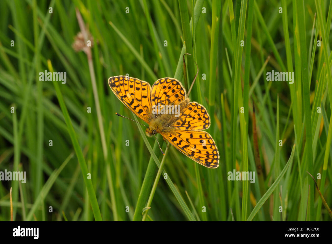 Piccola perla-delimitata Fritillary, Boloria selene Foto Stock