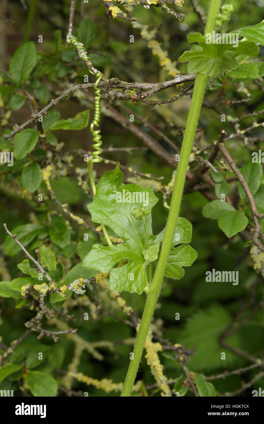 White Bryony, Bryonia dioica, un Viticcio a spirale Foto Stock