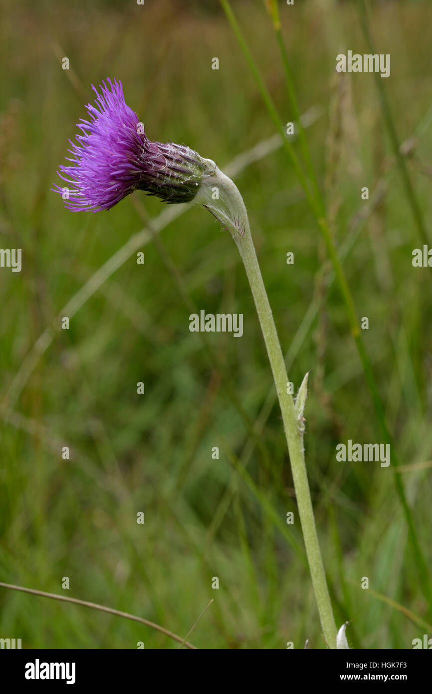 Prato Thistle, Cirsium dissectum Foto Stock