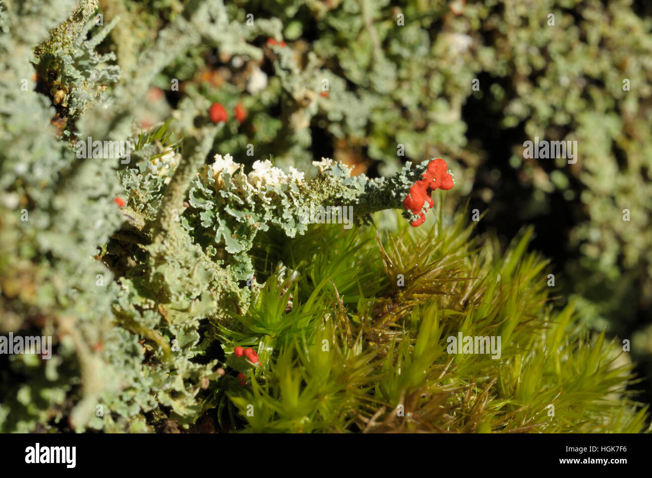 Cladonia licheni Foto Stock