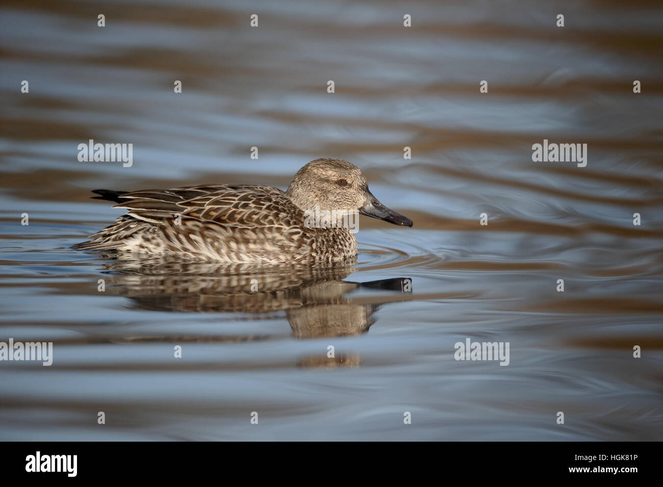 Teal, Anas crecca, unica donna su acqua, Slimbridge, Gloucestershire, Gennaio 2017 Foto Stock