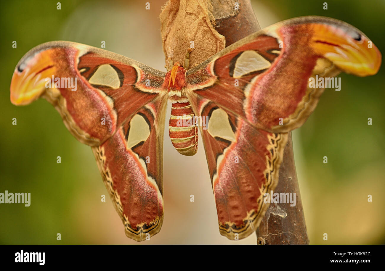 Atlas moth. mondi falena più grande Foto Stock