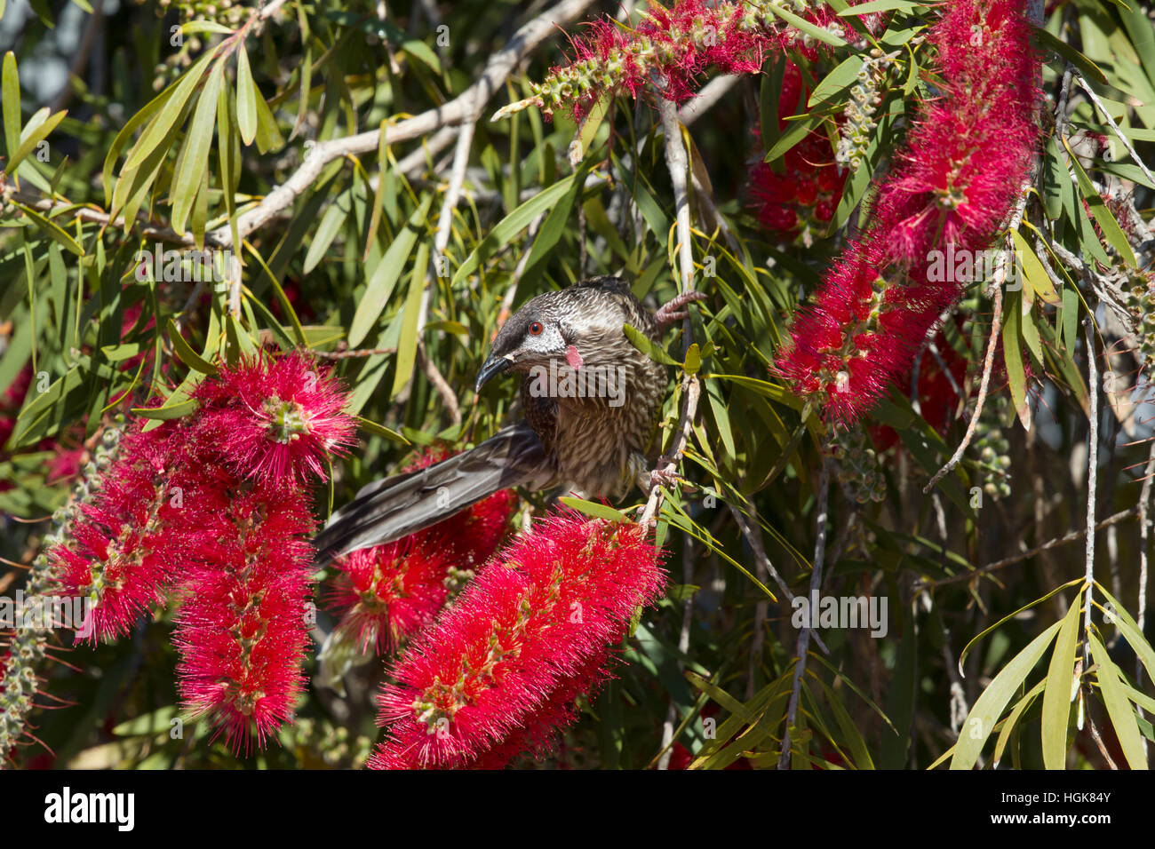Red Wattlebird - alimentazione su scovolino da bottiglia fiori Anthochaera carunculata Kangaroo Island South Australia, Australia BI030557 Foto Stock