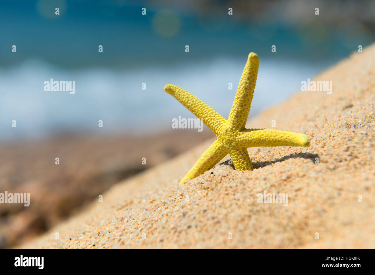 Giallo stella di mare in spiaggia Foto Stock