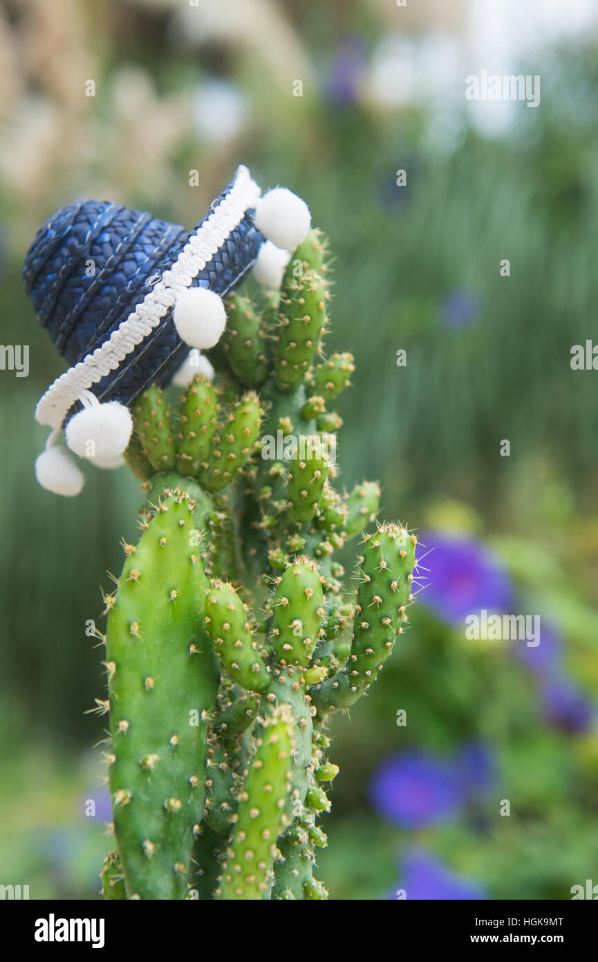Funny cactus con blue Sombrero hat Foto Stock