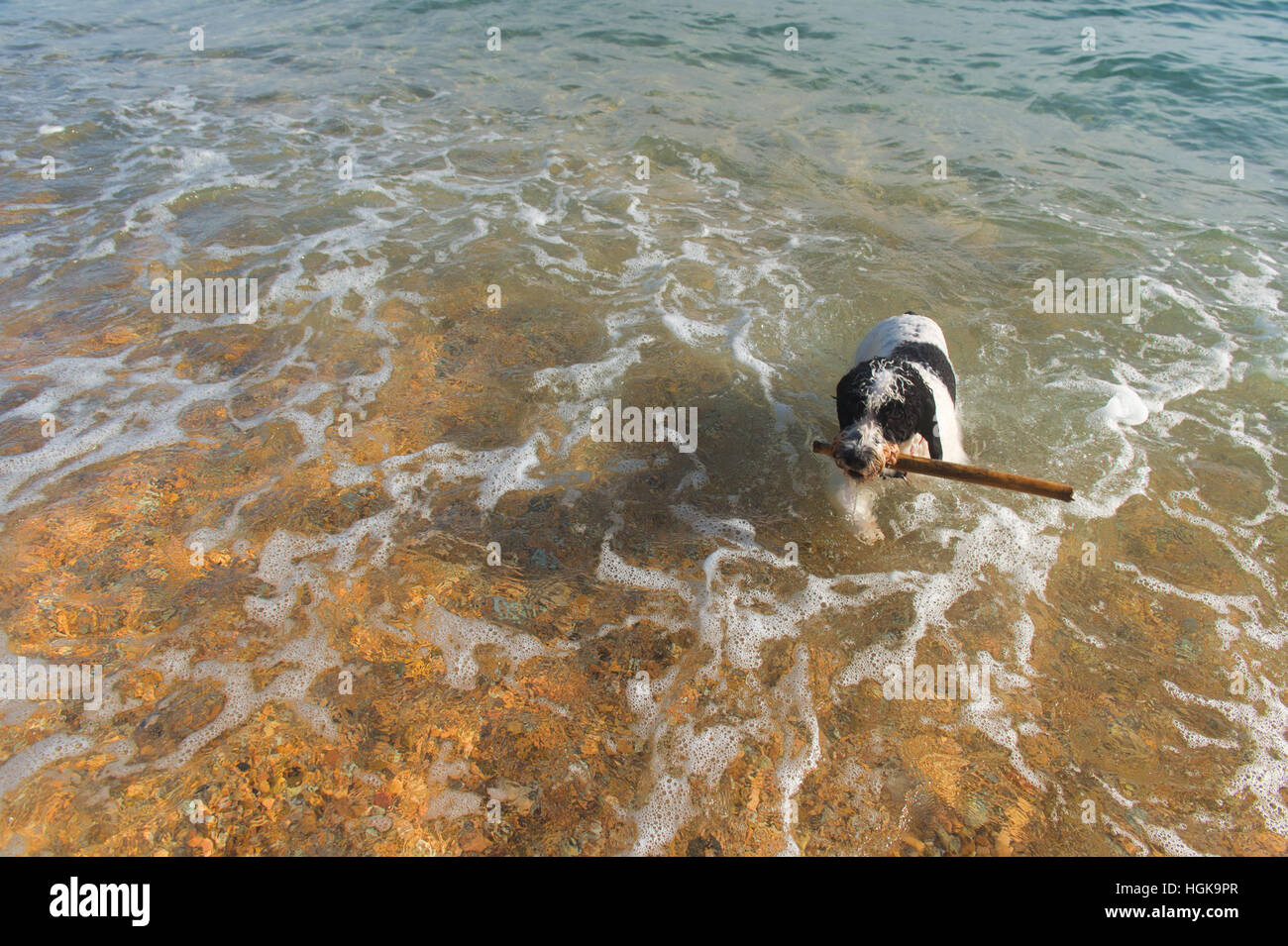 Cane giocando con il bastone in mare Foto Stock