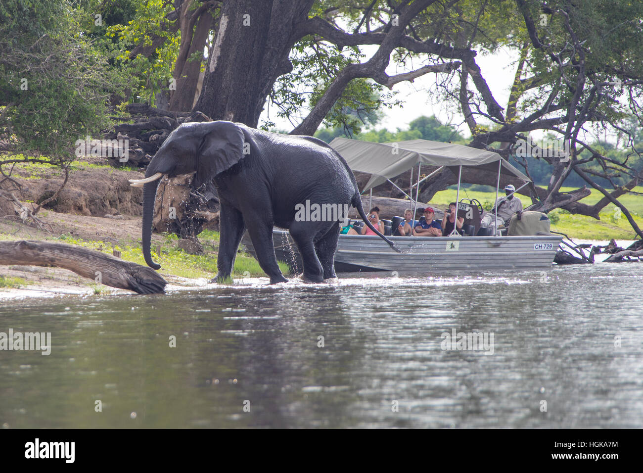 I turisti sulle rive di un fiume safari nel Chobe National Park, Botswana, Africa Foto Stock