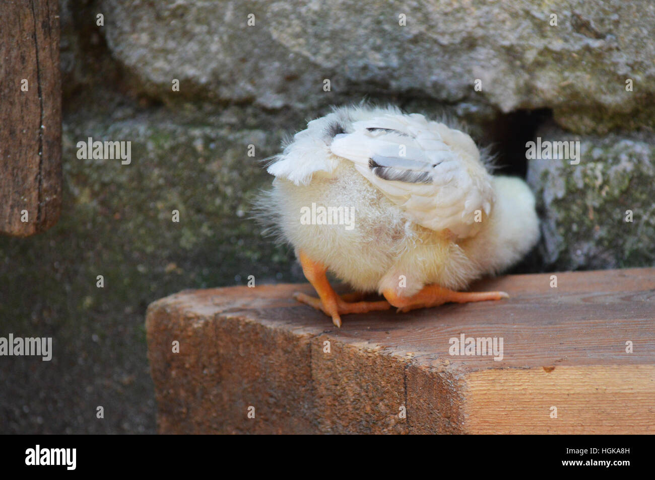 Foro di pollo pericolo curiosità spionaggio bird farm capretto piccolo bambino graziosi animali voyeurismo Foto Stock