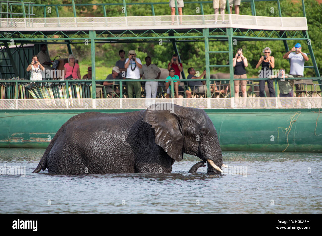I turisti sulle rive di un fiume safari nel Chobe National Park, Botswana, Africa Foto Stock