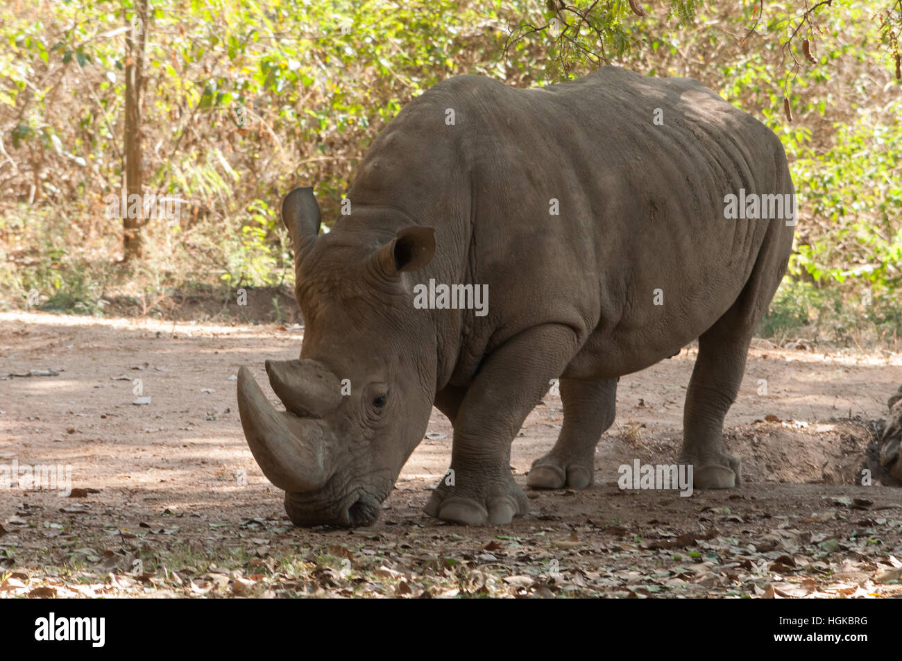 Due-cornuto rinoceronte (Dicerorhinus sumatrensis) Foto Stock