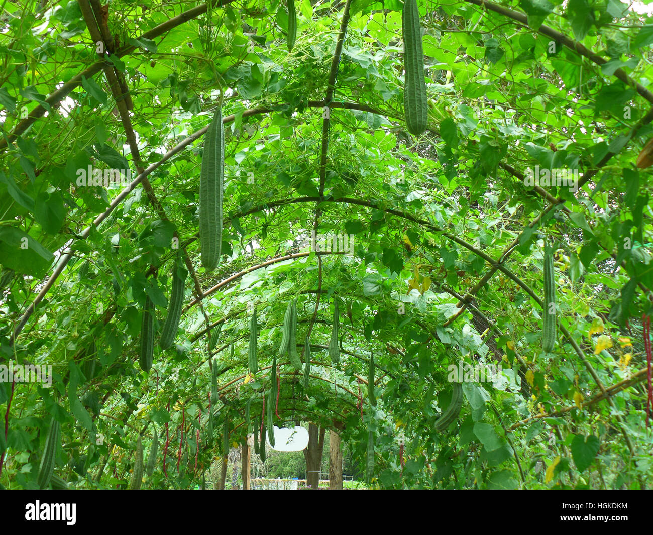 Tunnel del fogliame delle piante Luffa presso il Giardino Botanico, Thailandia Foto Stock