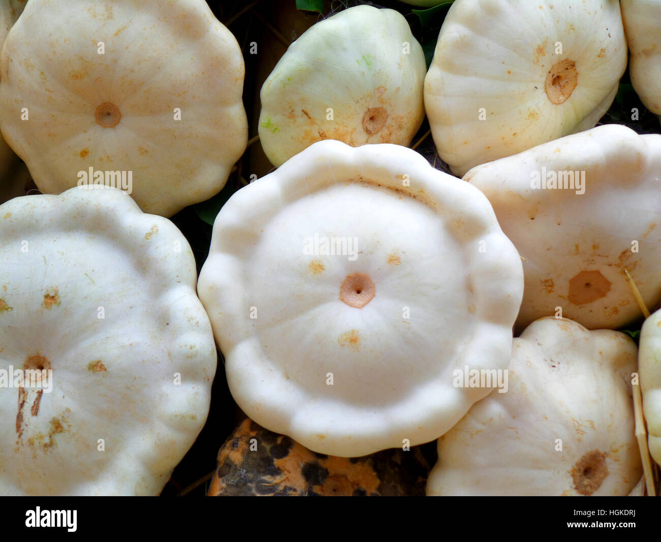 Cumulo di naturale colore bianco forma unica zucche, sfondo Foto Stock