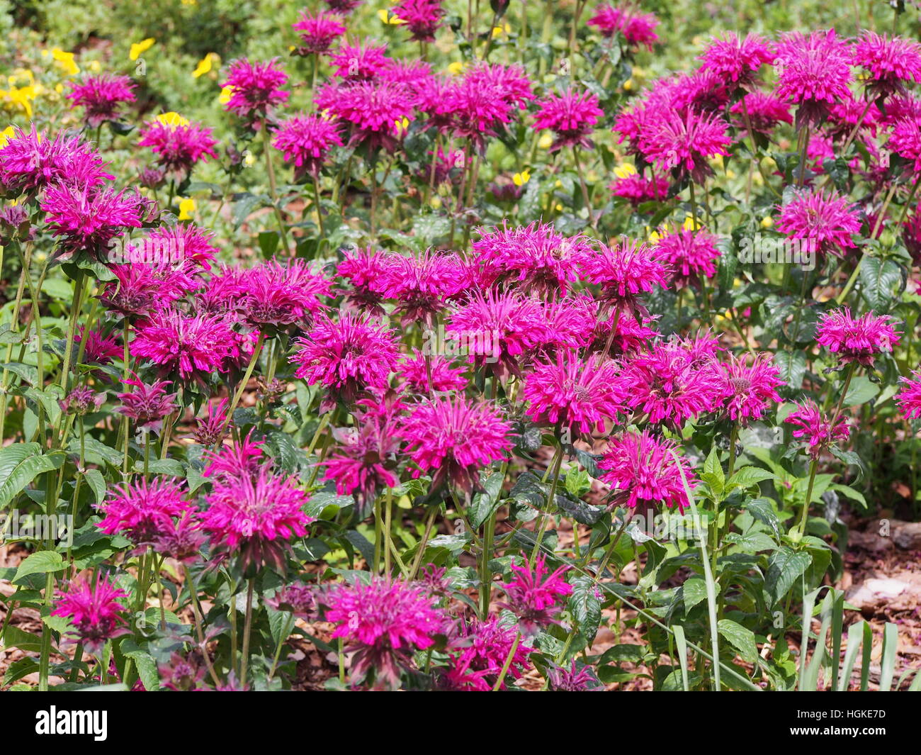 Monarda (bee balsamo, horsemint, oswego tea, bergamotto) in piena fioritura Foto Stock