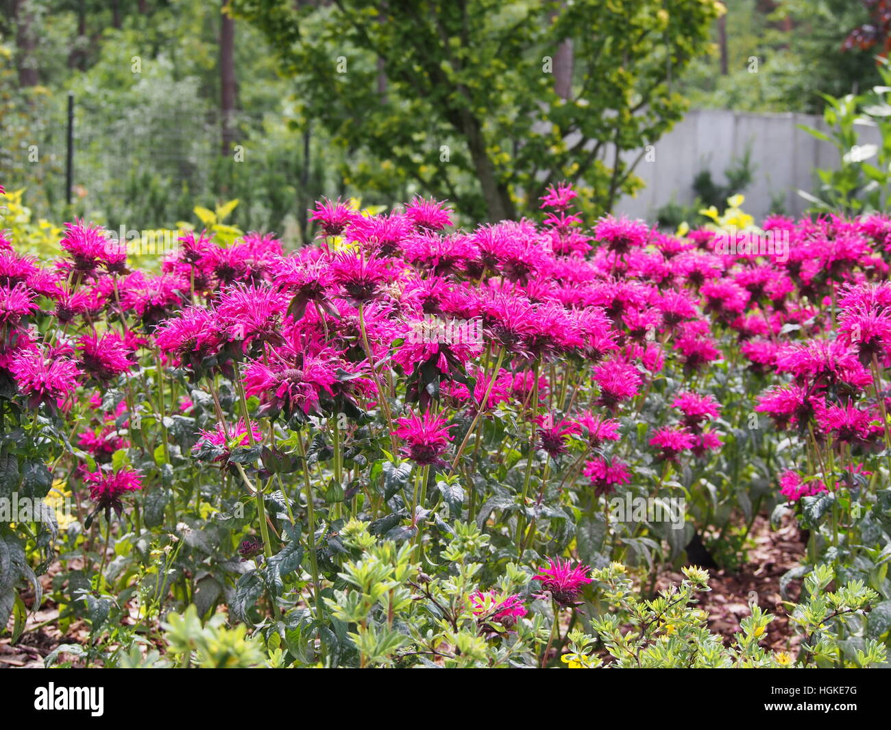 Monarda (bee balsamo, horsemint, oswego tea, bergamotto) in piena fioritura Foto Stock