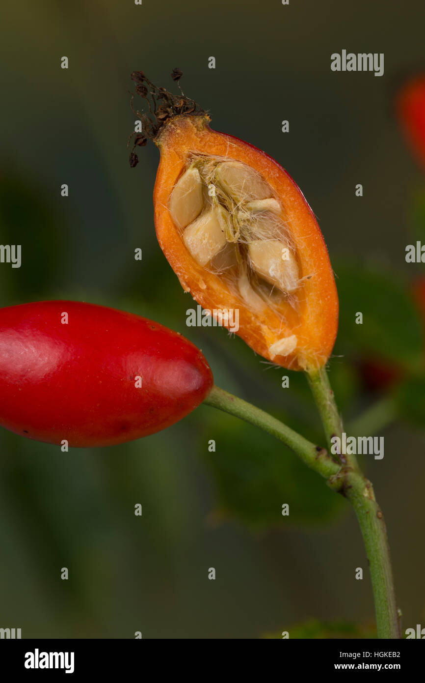 Hunds-Rose, Hundsrose, Heckenrose, Rosa, Früchte, Hagebutte, Hagebutten, aufgeschnitten mit Samen, Kernen, Kerne, Rosa canina. Comune di radica, Rosa canina, Foto Stock