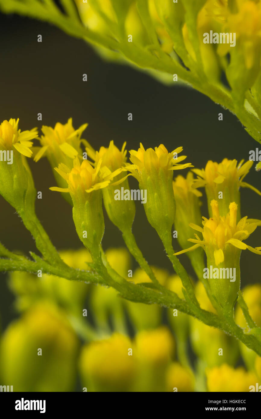 Kanadische Goldrute, Einzelblüten, Solidago canadensis, Canada Oro Foto Stock