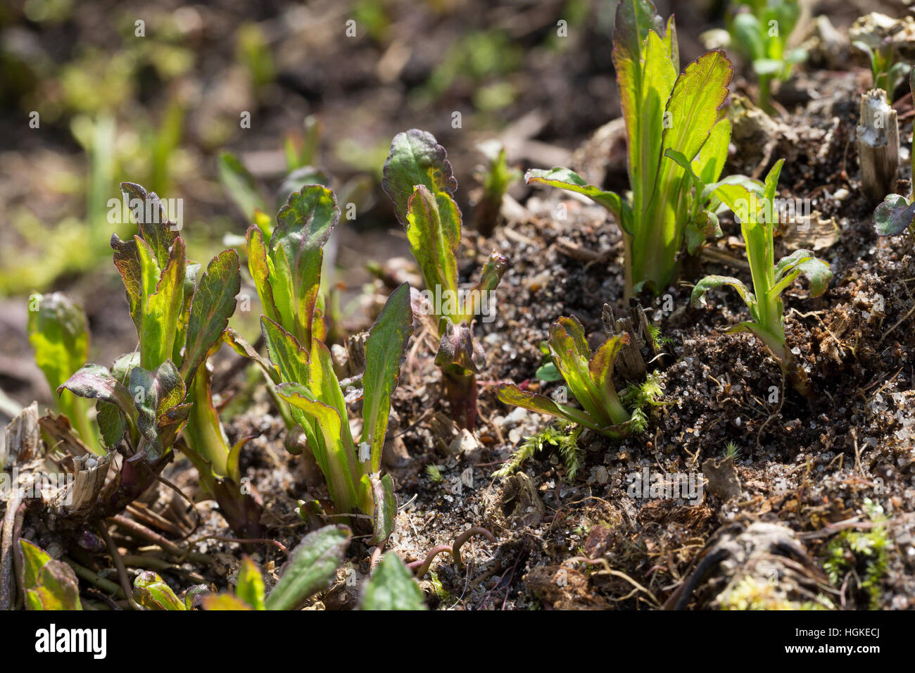 Kanadische Goldrute, Blatt, Blätter kurz nach dem Ersten Austrieb, Solidago canadensis, Canada Oro Foto Stock