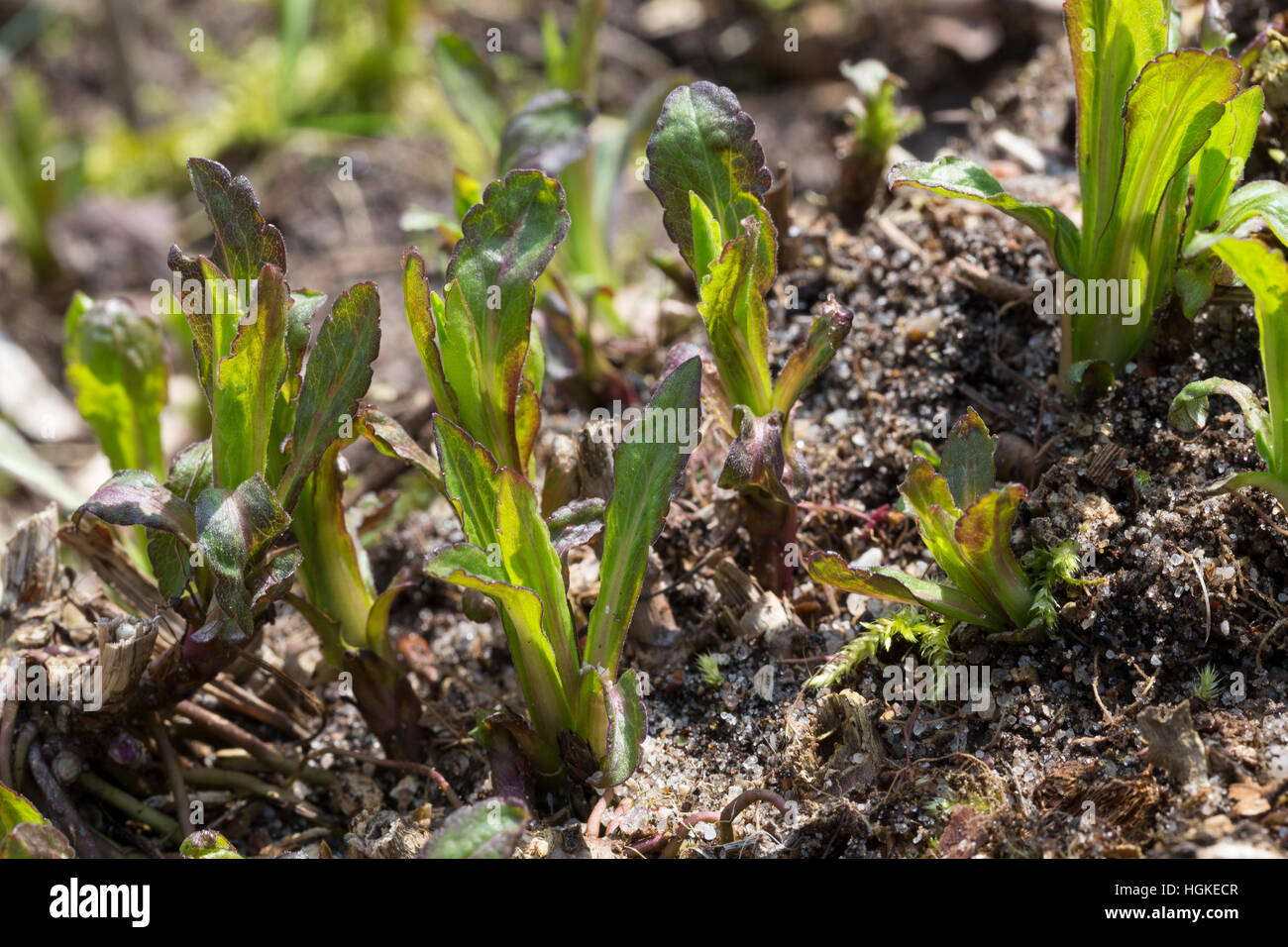 Kanadische Goldrute, Blatt, Blätter kurz nach dem Ersten Austrieb, Solidago canadensis, Canada Oro Foto Stock